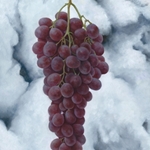 Tros rode druiven, 20 x 30 cm, olieverf op paneel. Verkocht.